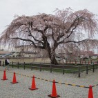 帰ってきたとらぴ
